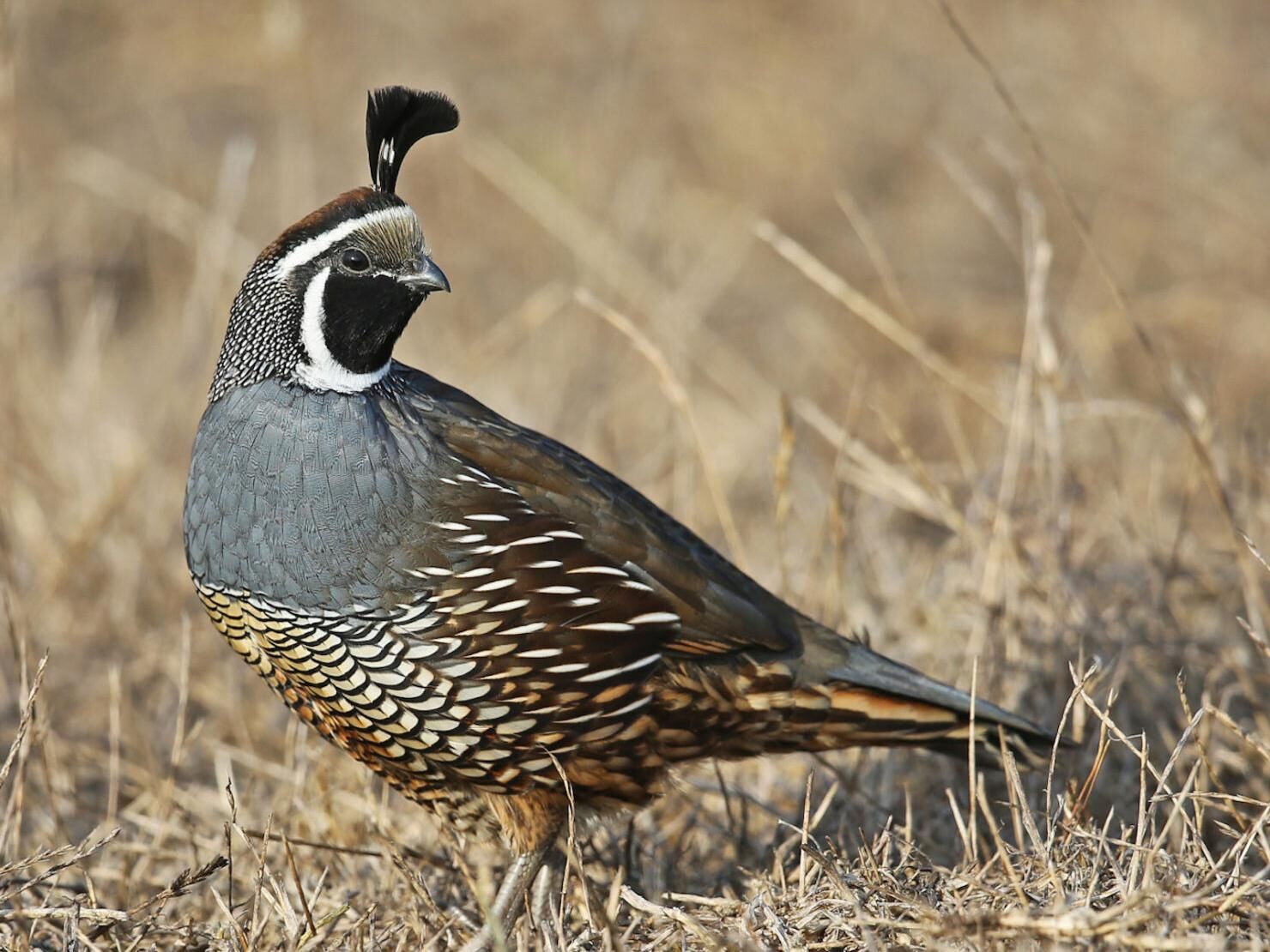 quail